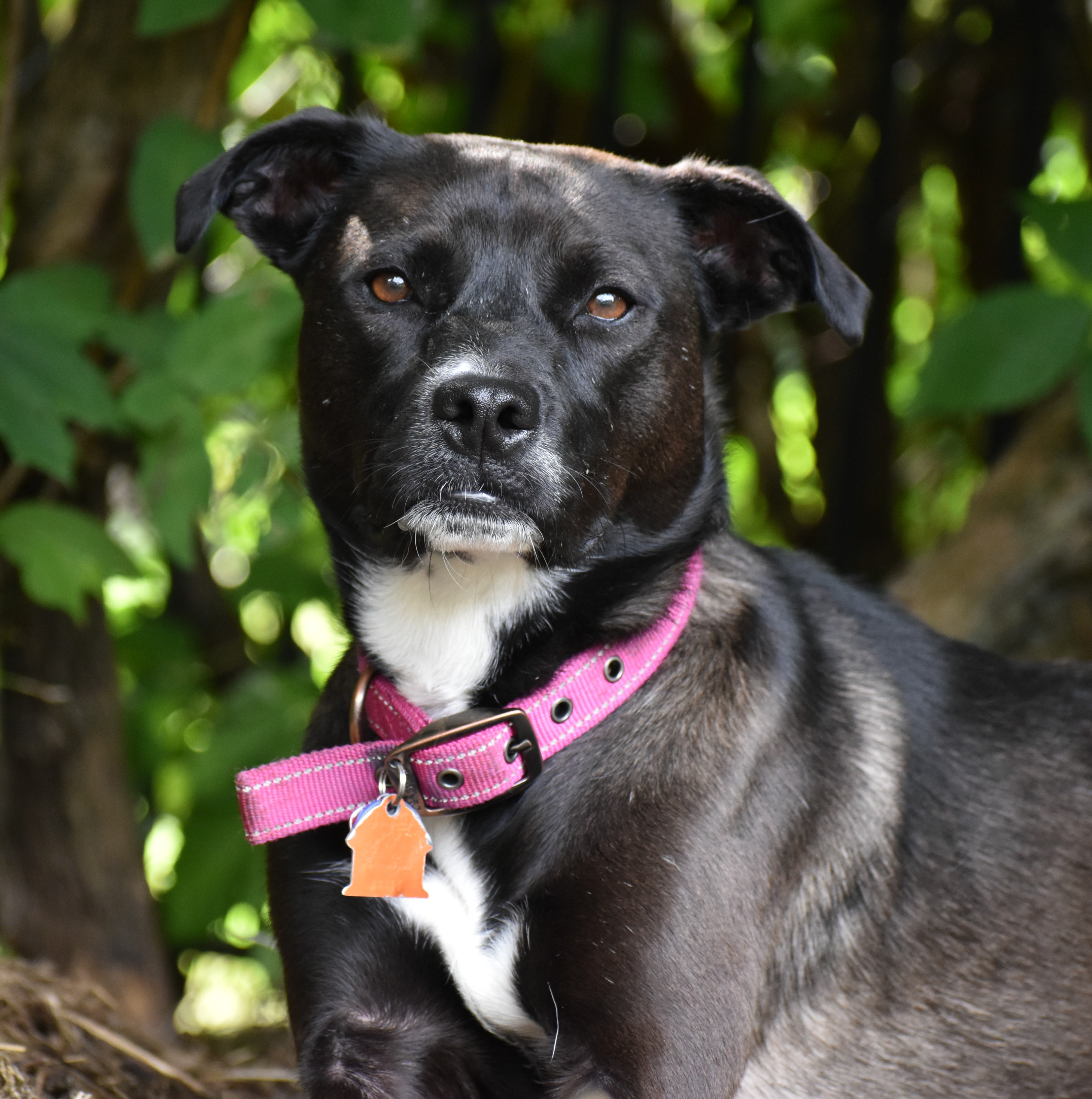 Allie- PERFECT PATIENT HOME NEEDED!!, a Adoptable mixed breed in Wood Dale, IL image 2/6