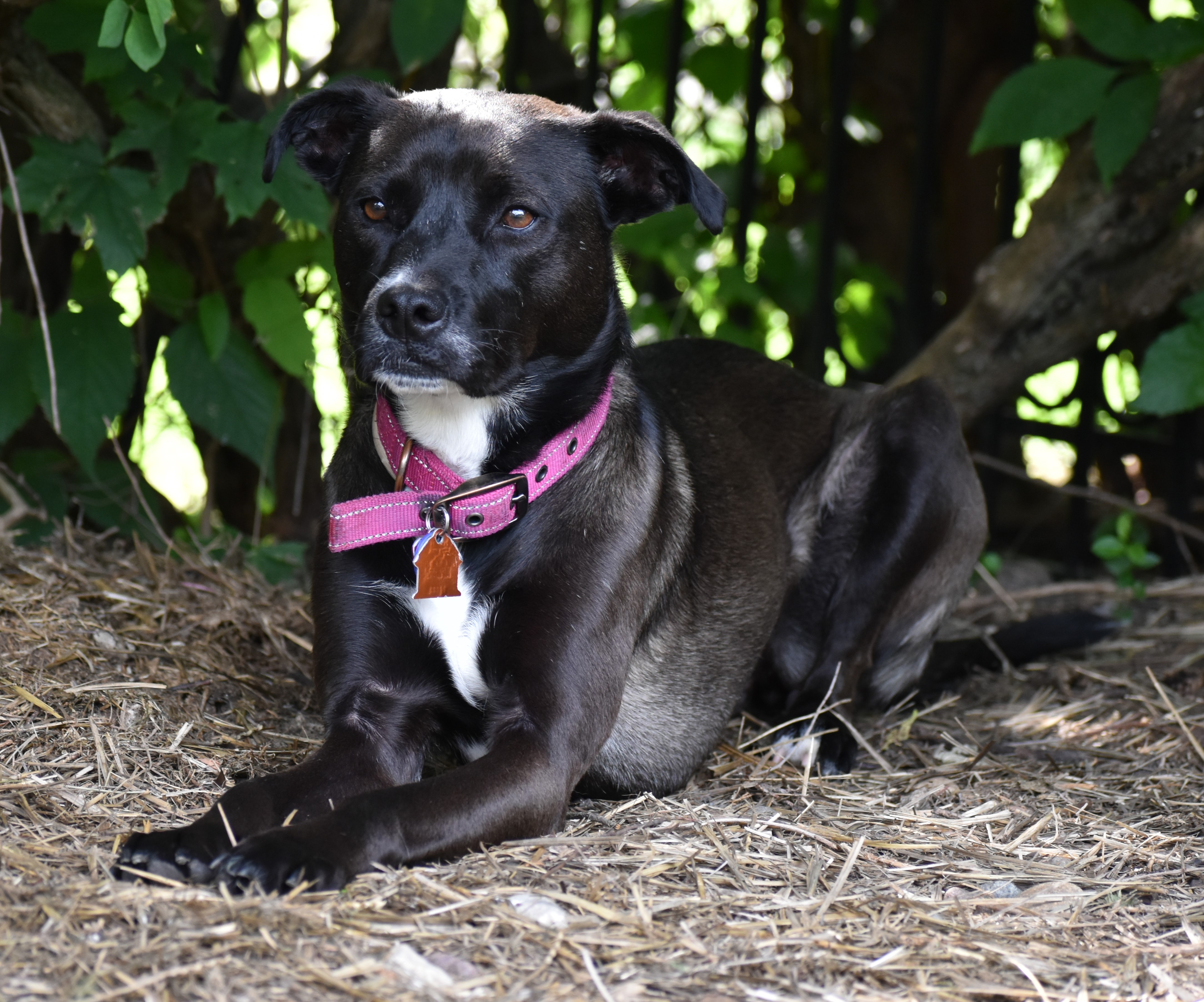 Allie- PERFECT PATIENT HOME NEEDED!!, a Adoptable mixed breed in Wood Dale, IL image 6/6