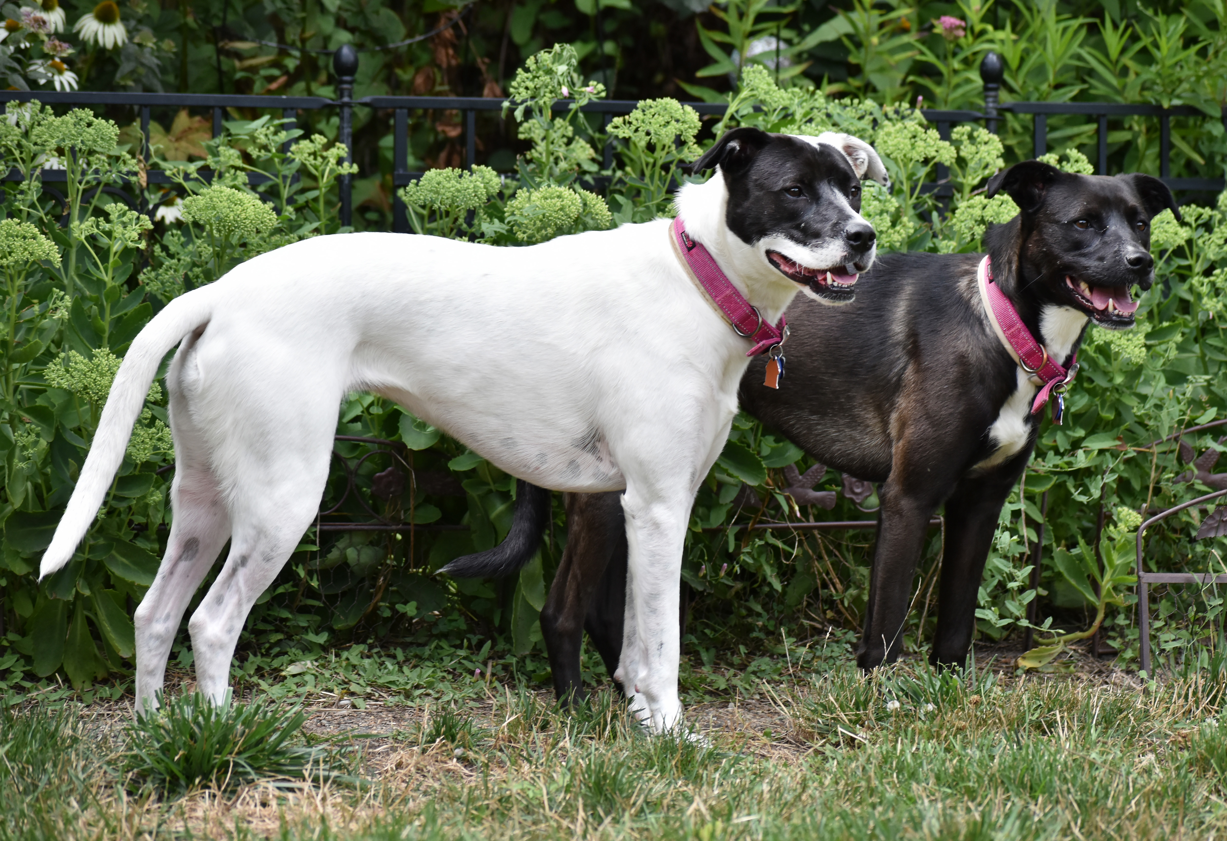 Allie- PERFECT PATIENT HOME NEEDED!!, a Adoptable mixed breed in Wood Dale, IL image 4/6