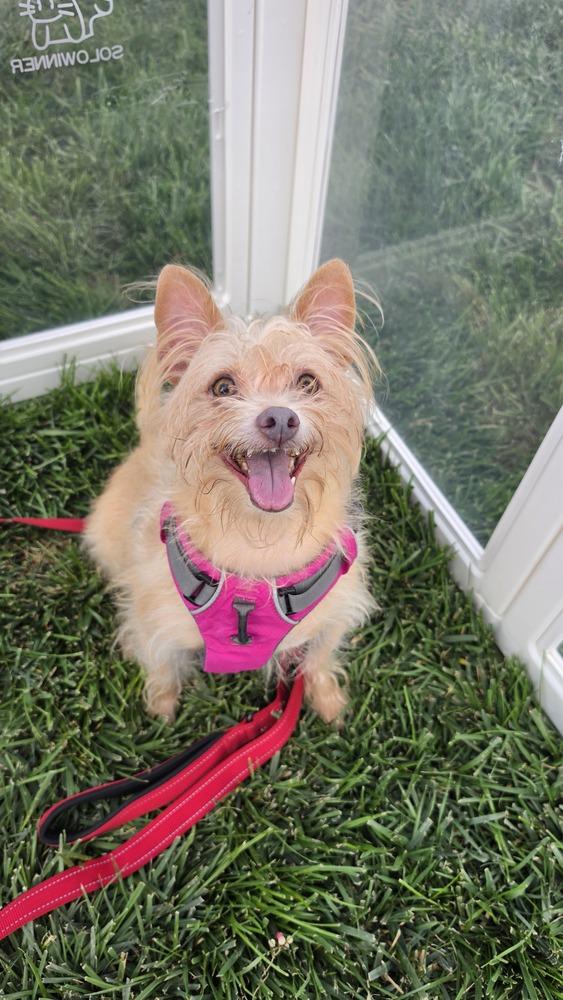 FRESA 9447, Adoptable, Adult Female Terrier.