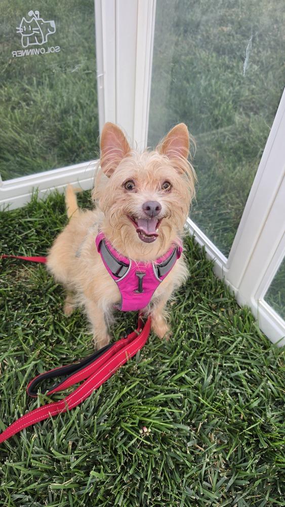 Enlarge FRESA 9447, a Adoptable mixed breed in Studio City, CA image 3/5