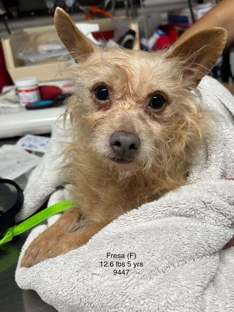 FRESA 9447, a Adoptable mixed breed image 2/3