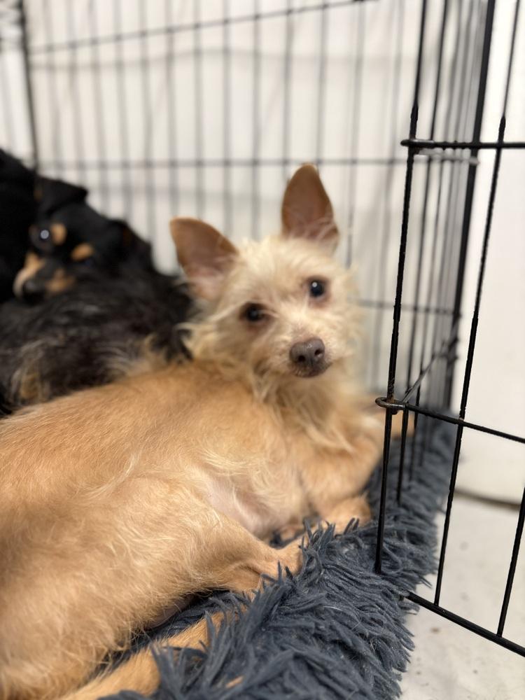 FRESA 9447, a Adoptable mixed breed image 3/3