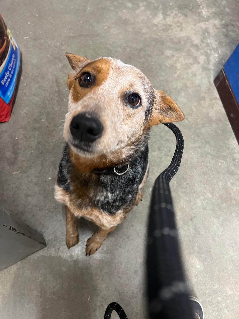 Enlarge Jasmine, a Adoptable Cattle Dog in Murray, KY image 1/1
