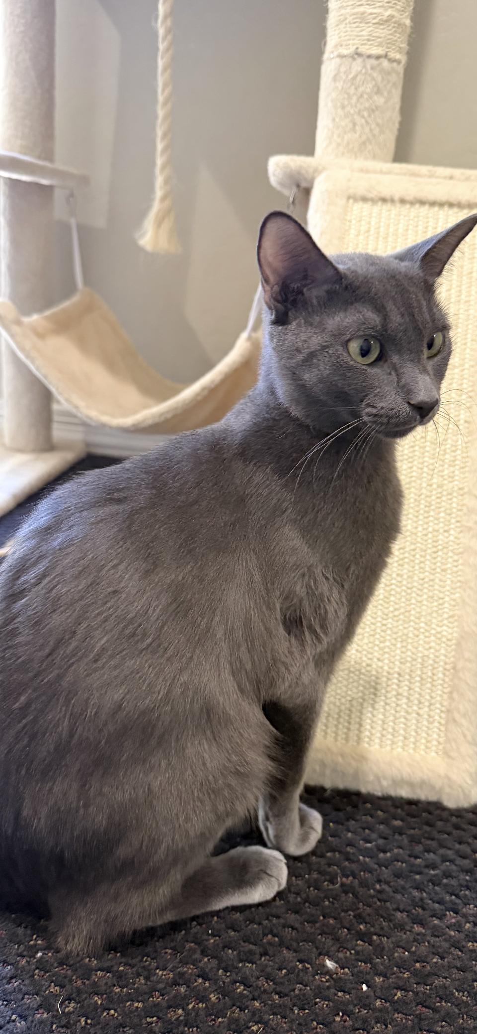 Sheba, a Adopted Domestic Short Hair in Scottsdale, AZ image 1/2