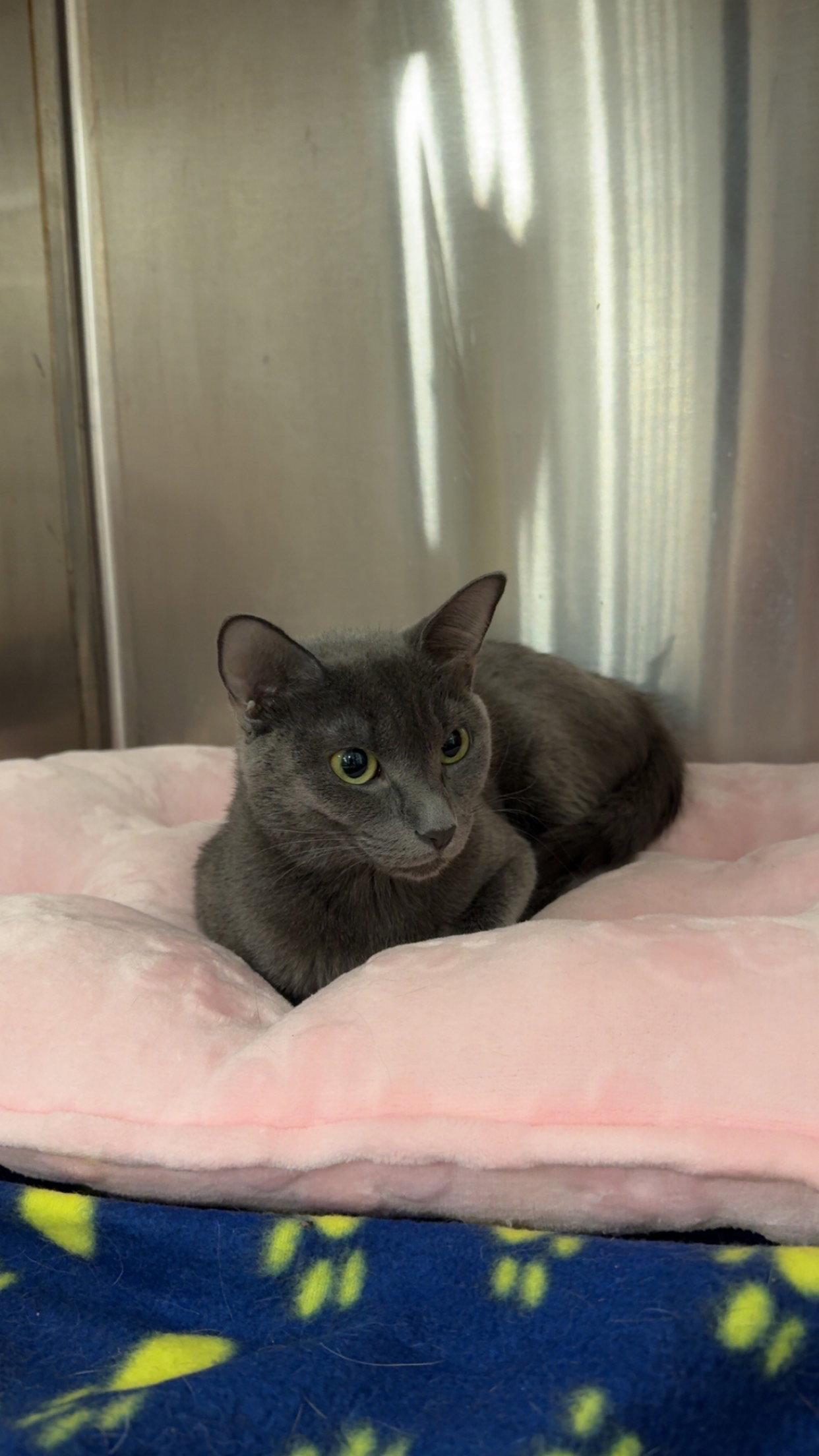 Sheba, a Adopted Domestic Short Hair in Scottsdale, AZ image 2/2