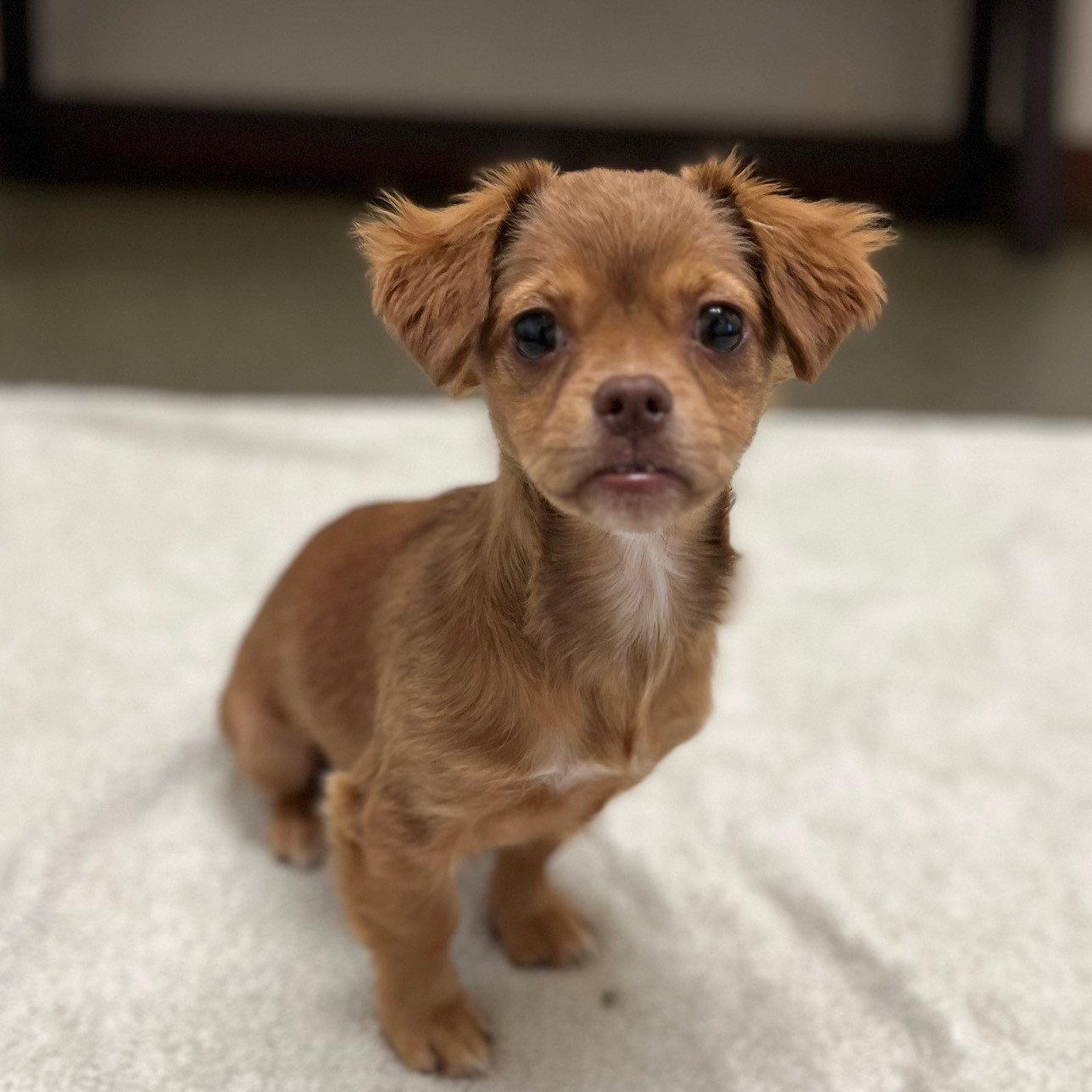 Cricket the Puppy!, Adopted, Puppy Female Terrier & Chihuahua.