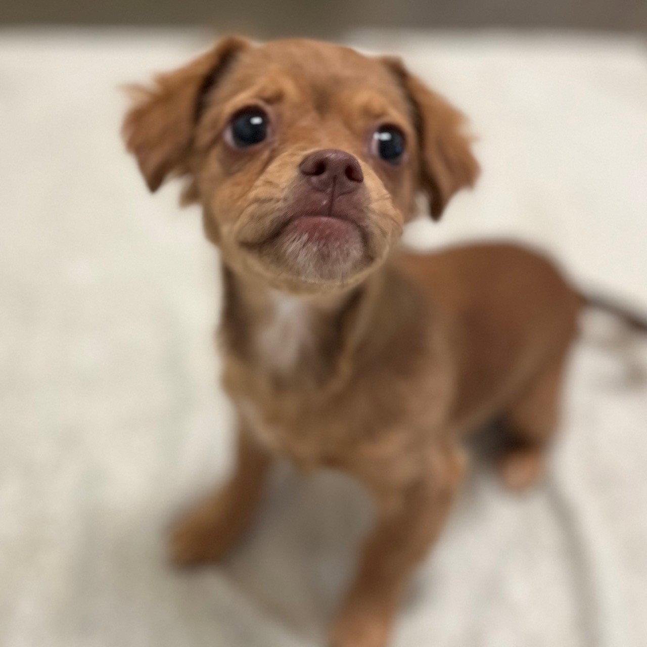 Enlarge Cricket the Puppy!, a Adopted mixed breed in Burlingame, CA image 2/2
