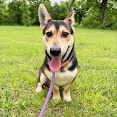 Chase, Adoptable, Young Male Cardigan Welsh Corgi & Husky.