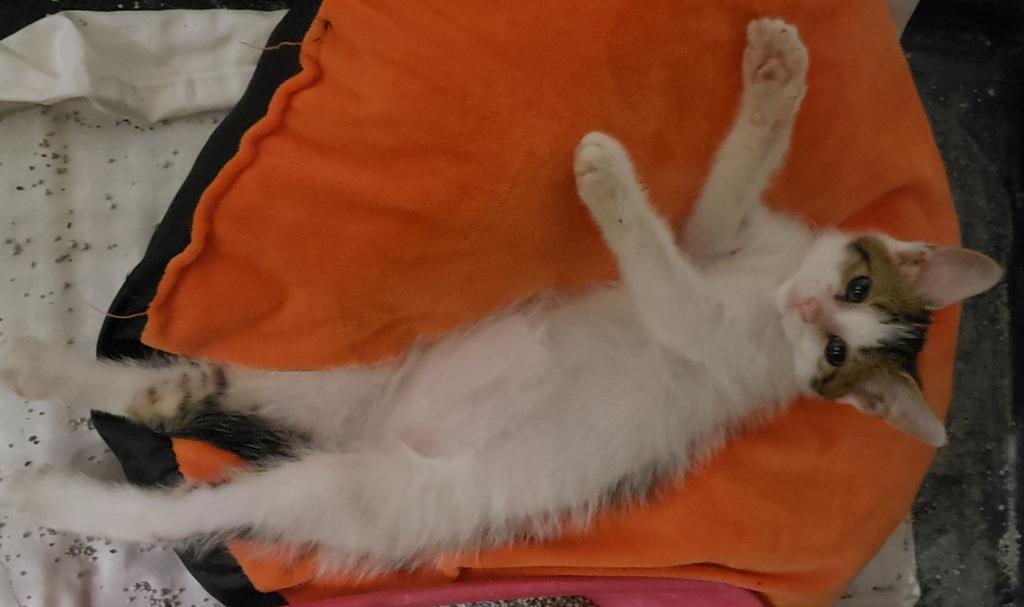 Lonnie lee, Adoptable, Adult Female Domestic Short Hair.