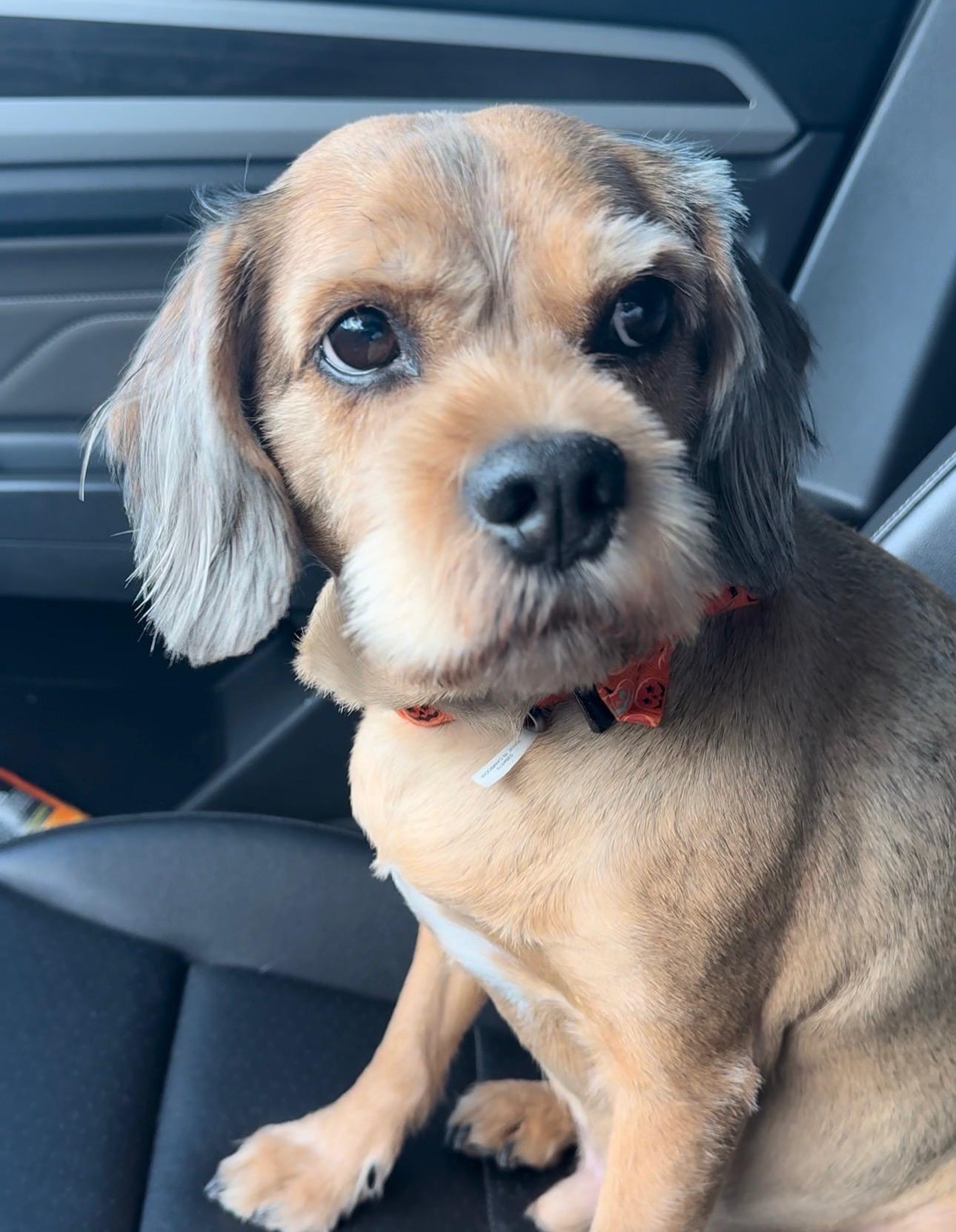 Enlarge Stitch, a Adopted mixed breed in Garland, TX image 1/3