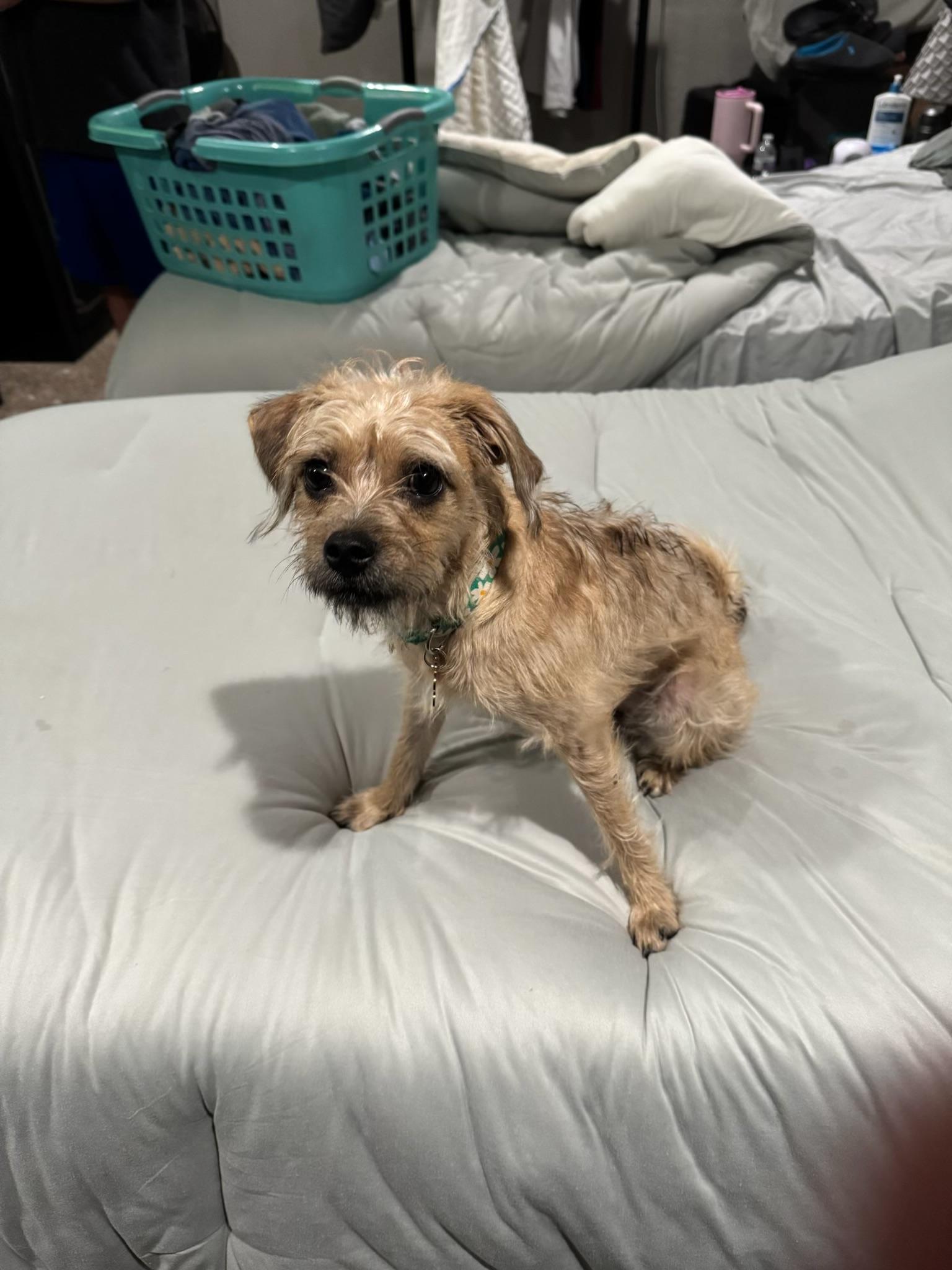 Enlarge Stitch, a Adopted mixed breed in Garland, TX image 3/3