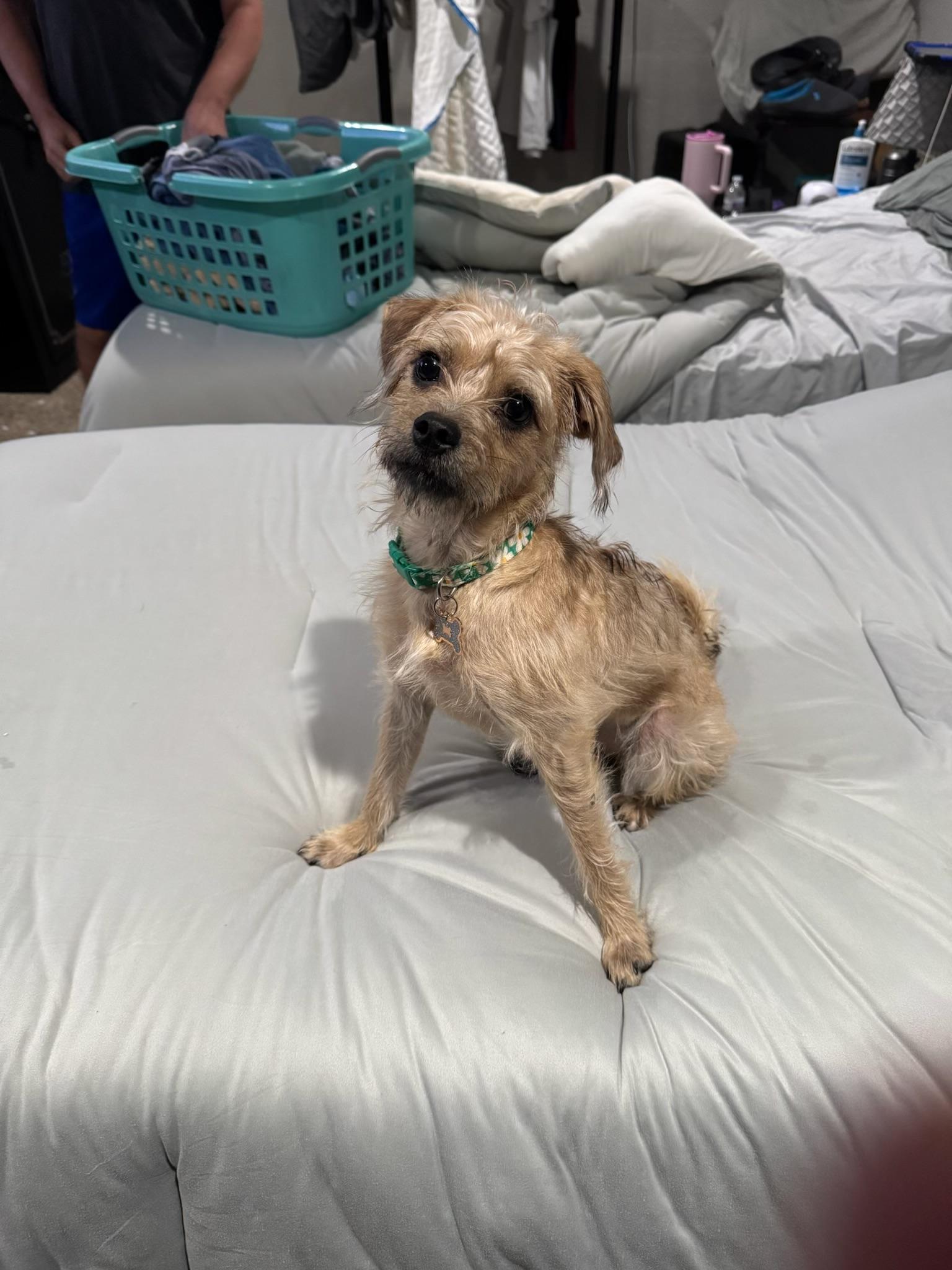 Enlarge Stitch, a Adopted mixed breed in Garland, TX image 2/3