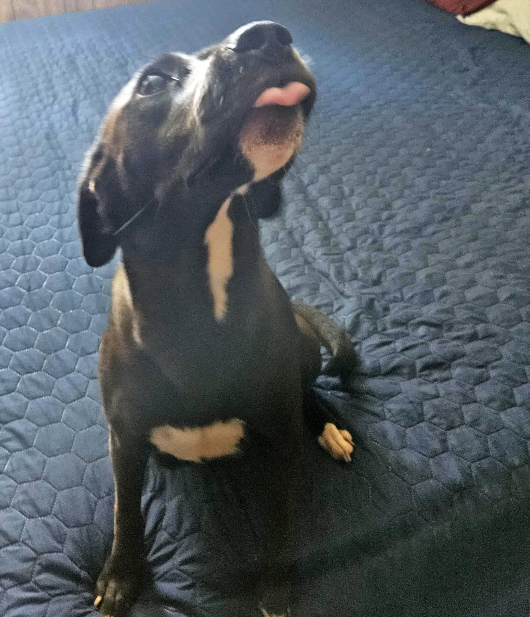 Maybelle