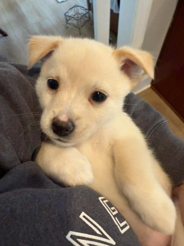 Snow White, Adoptable, Puppy Female Corgi & Pomeranian.