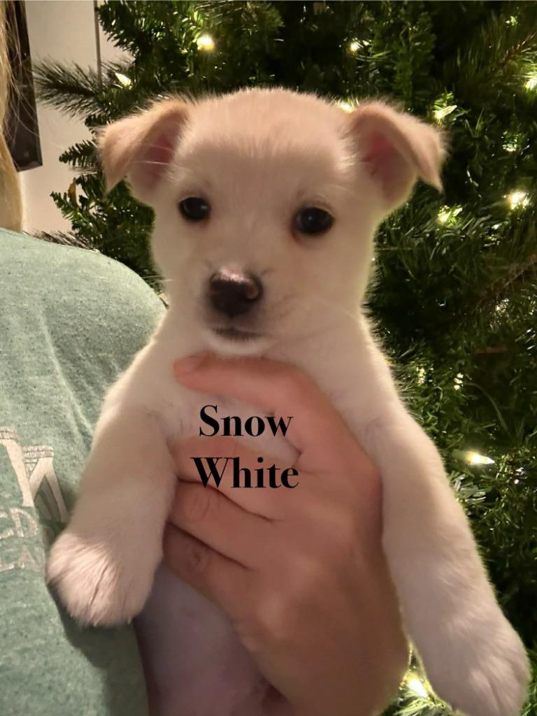 Snow White thumbnail 3