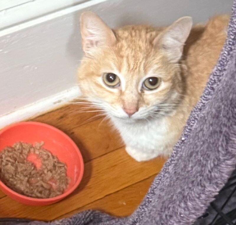 Layla — thumbnail 2