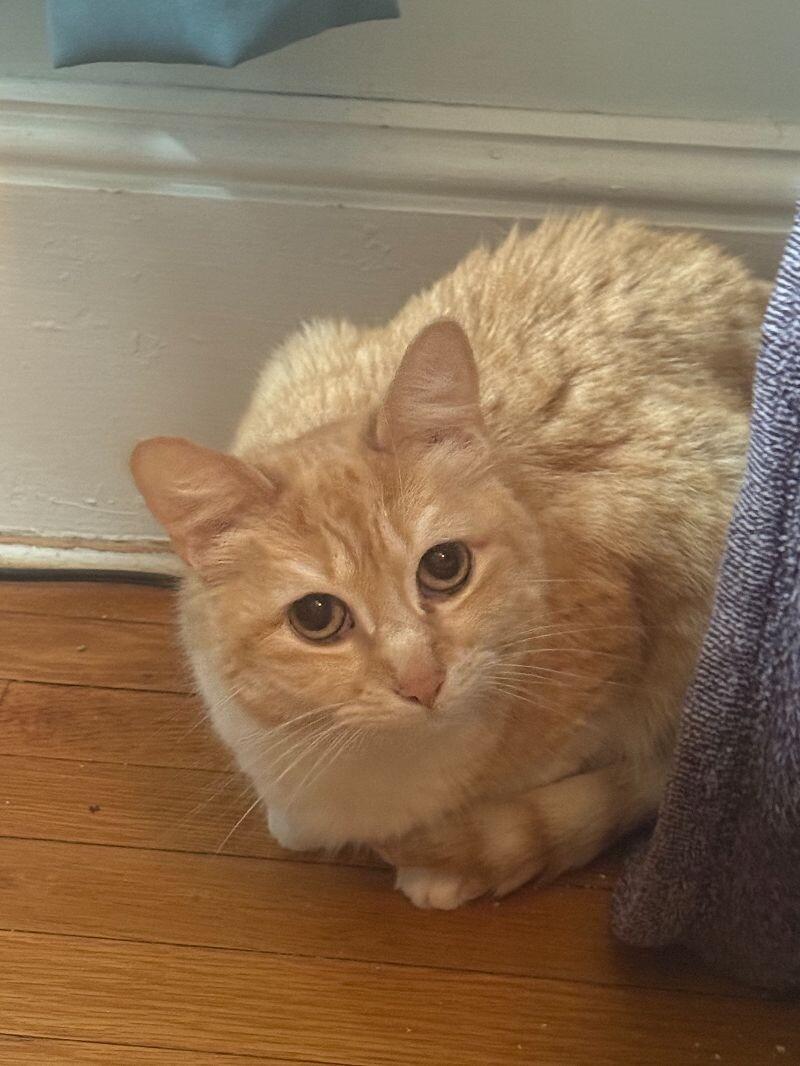 Layla — thumbnail 3