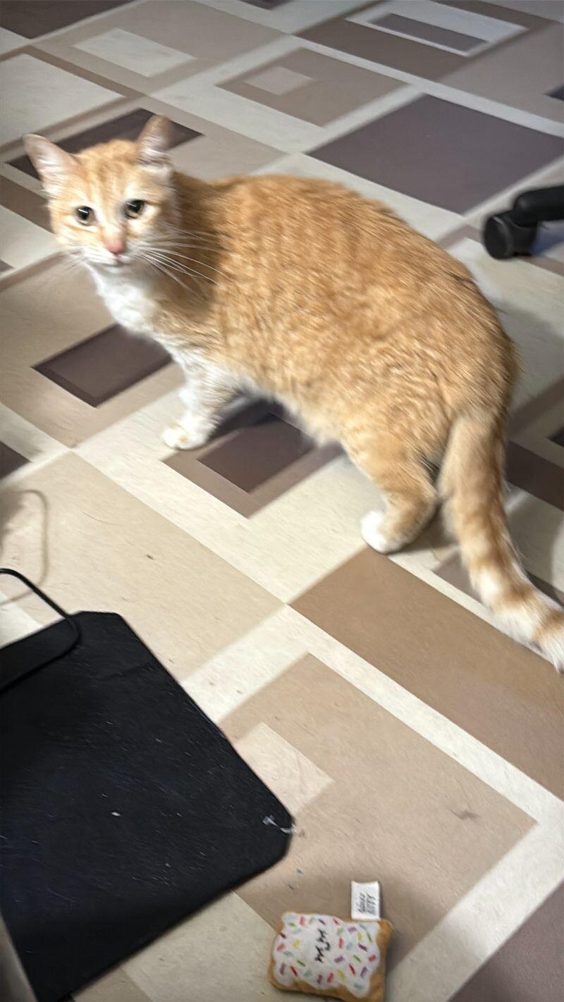 Layla — thumbnail 4