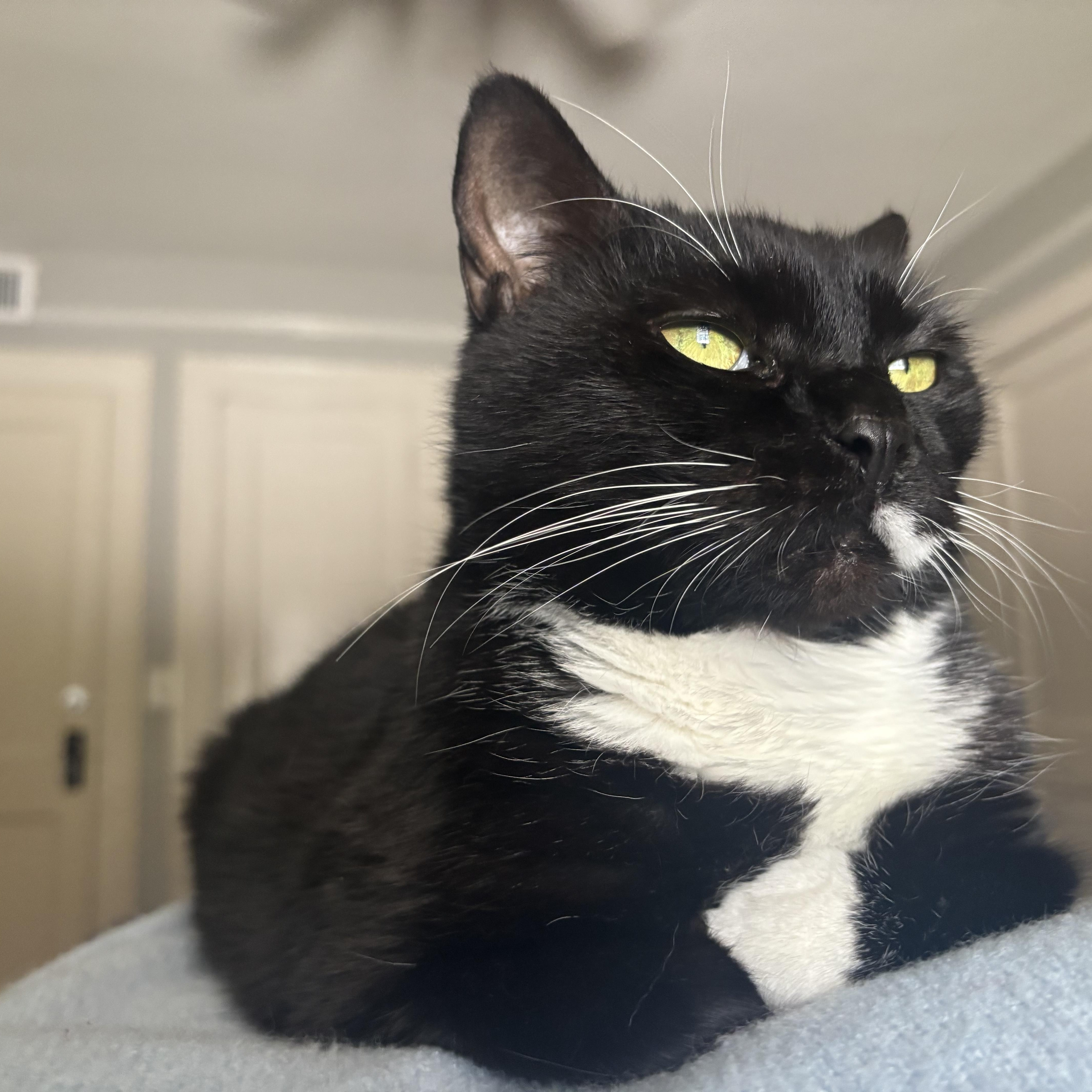 Enlarge MJ, a ADOPTABLE Domestic Short Hair in Statesboro, GA image 5/5