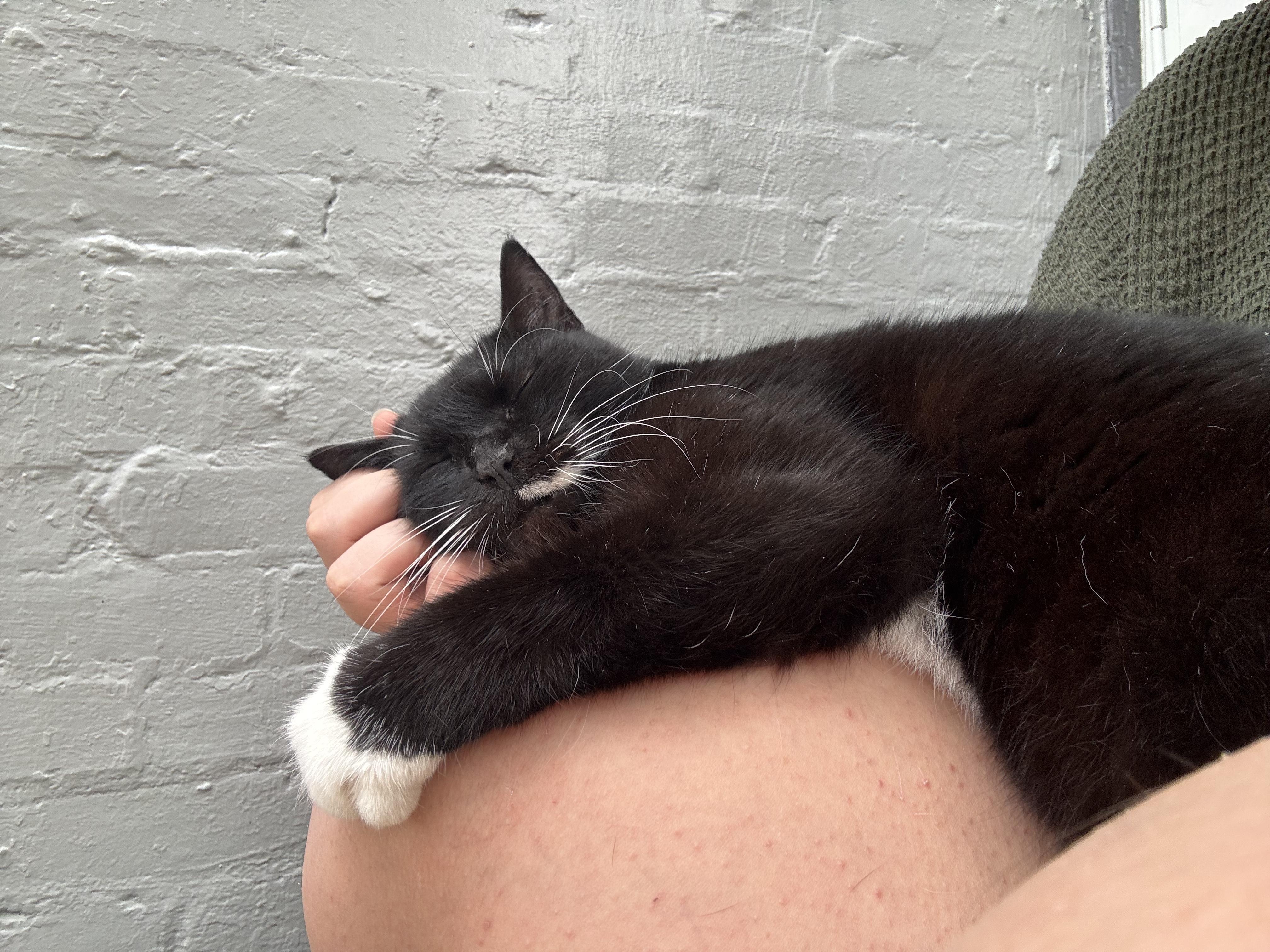 Enlarge MJ, a ADOPTABLE Domestic Short Hair in Statesboro, GA image 3/5