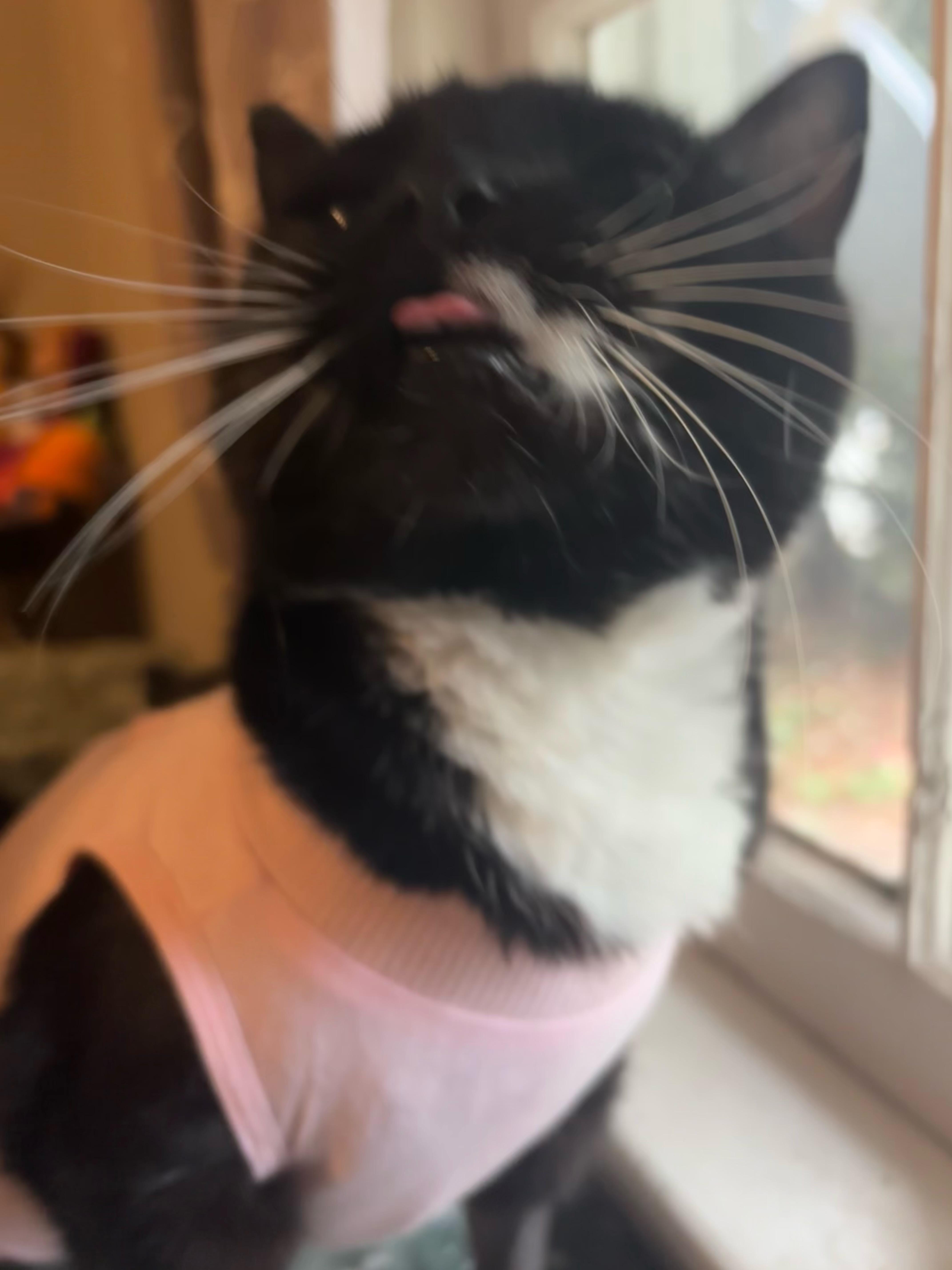 Enlarge MJ, a ADOPTABLE Domestic Short Hair in Statesboro, GA image 1/5