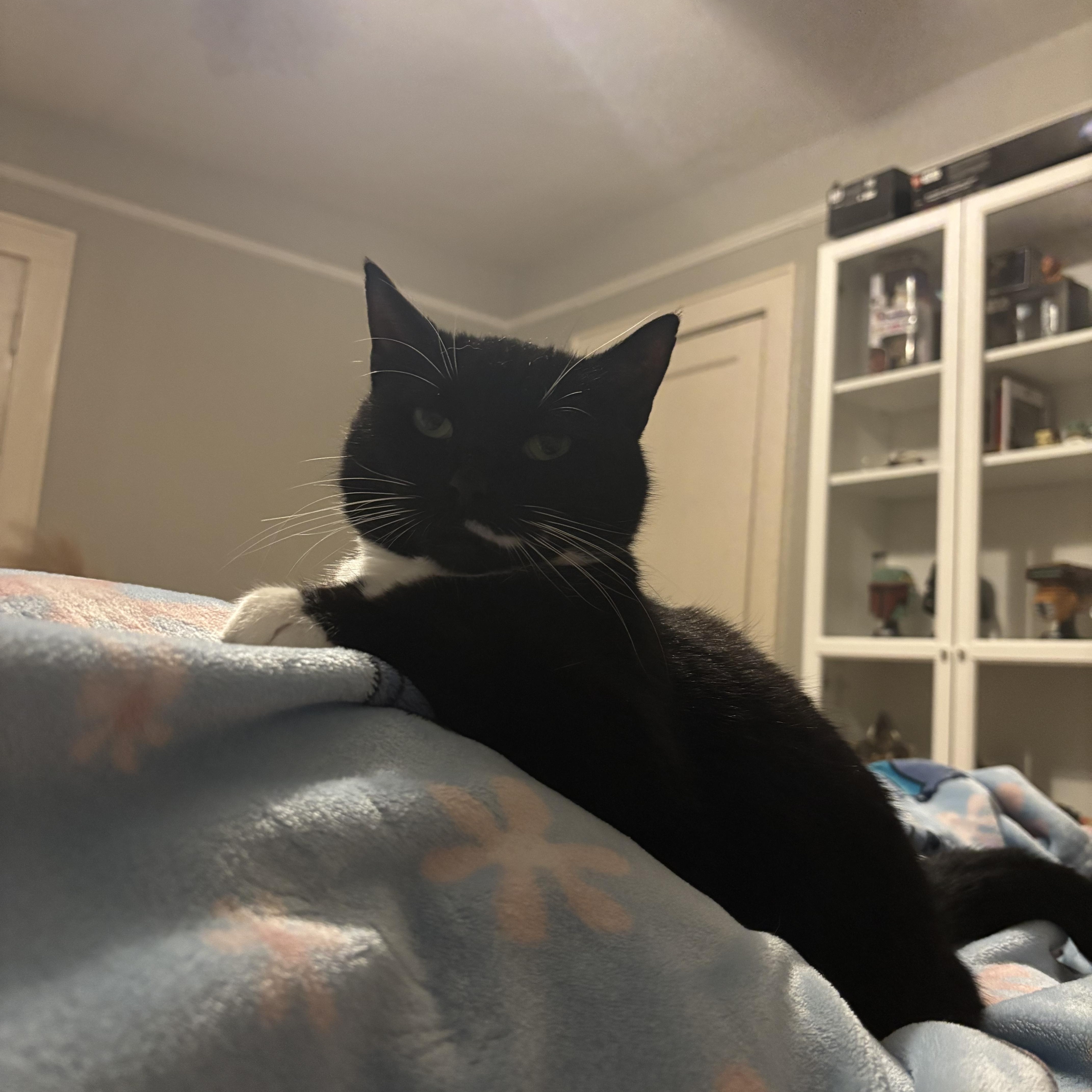 Enlarge MJ, a ADOPTABLE Domestic Short Hair in Statesboro, GA image 4/5