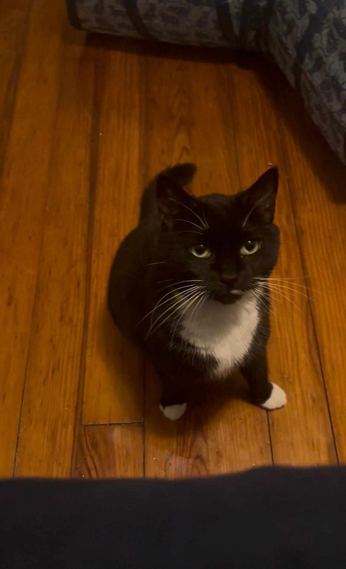 Enlarge MJ, a ADOPTABLE Domestic Short Hair in Statesboro, GA image 2/5