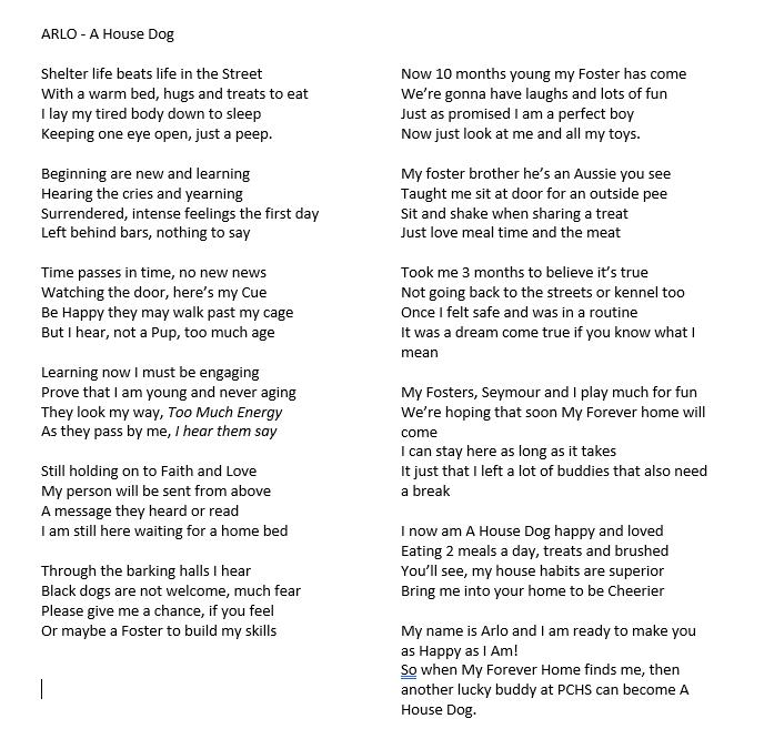 Arlo, a Adoptable mixed breed in Bolivar, MO image 1/6