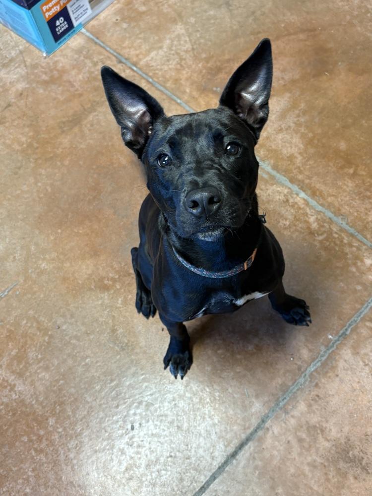 Enlarge Arlo, a Adoptable mixed breed in Bolivar, MO image 1/6