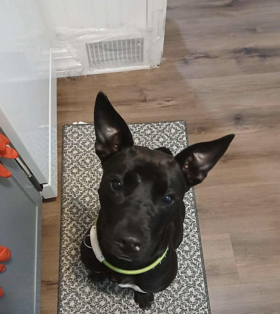 Enlarge Arlo, a Adoptable mixed breed in Bolivar, MO image 2/6