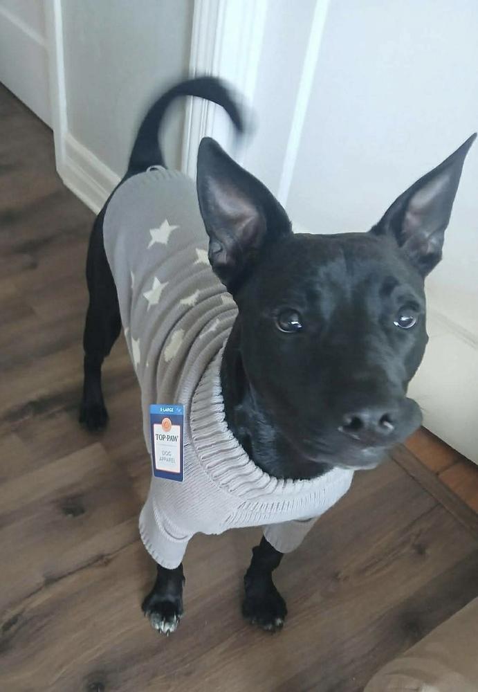 Enlarge Arlo, a Adoptable mixed breed in Bolivar, MO image 3/6