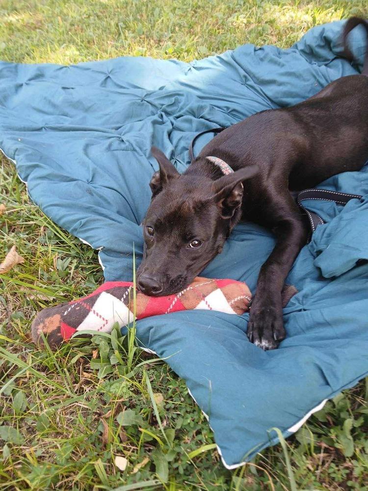 Enlarge Arlo, a Adoptable mixed breed in Bolivar, MO image 4/6
