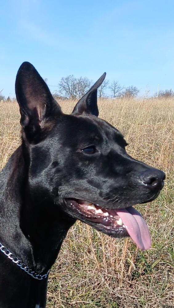 Enlarge Arlo, a Adoptable mixed breed in Bolivar, MO image 5/6