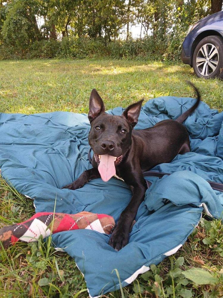 Enlarge Arlo, a Adoptable mixed breed in Bolivar, MO image 6/6
