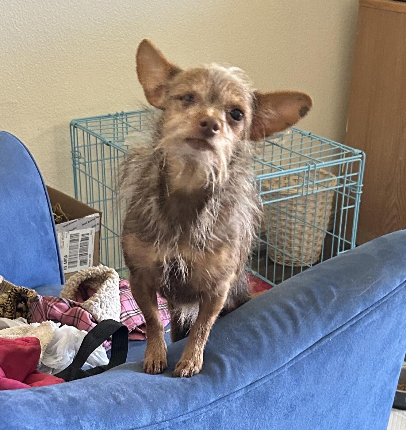 Emmet, Adoptable, Adult Male Chihuahua.