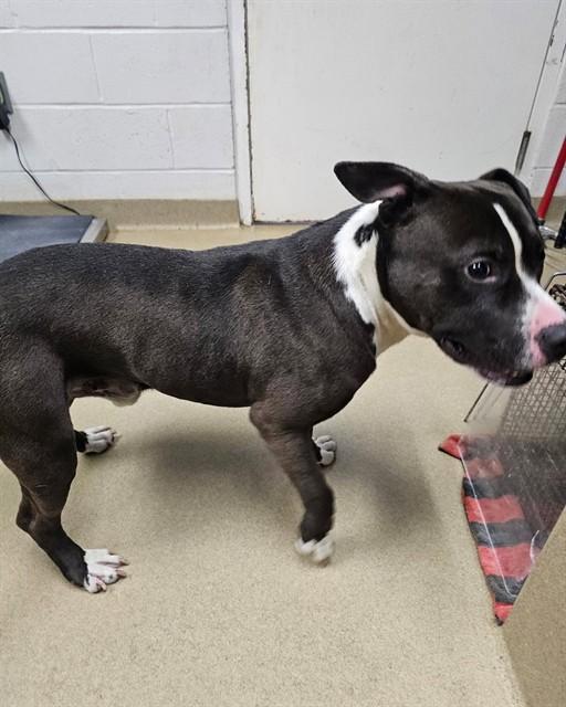 CABIN, Adoptable, Young Male Pit Bull Terrier & Mixed Breed.