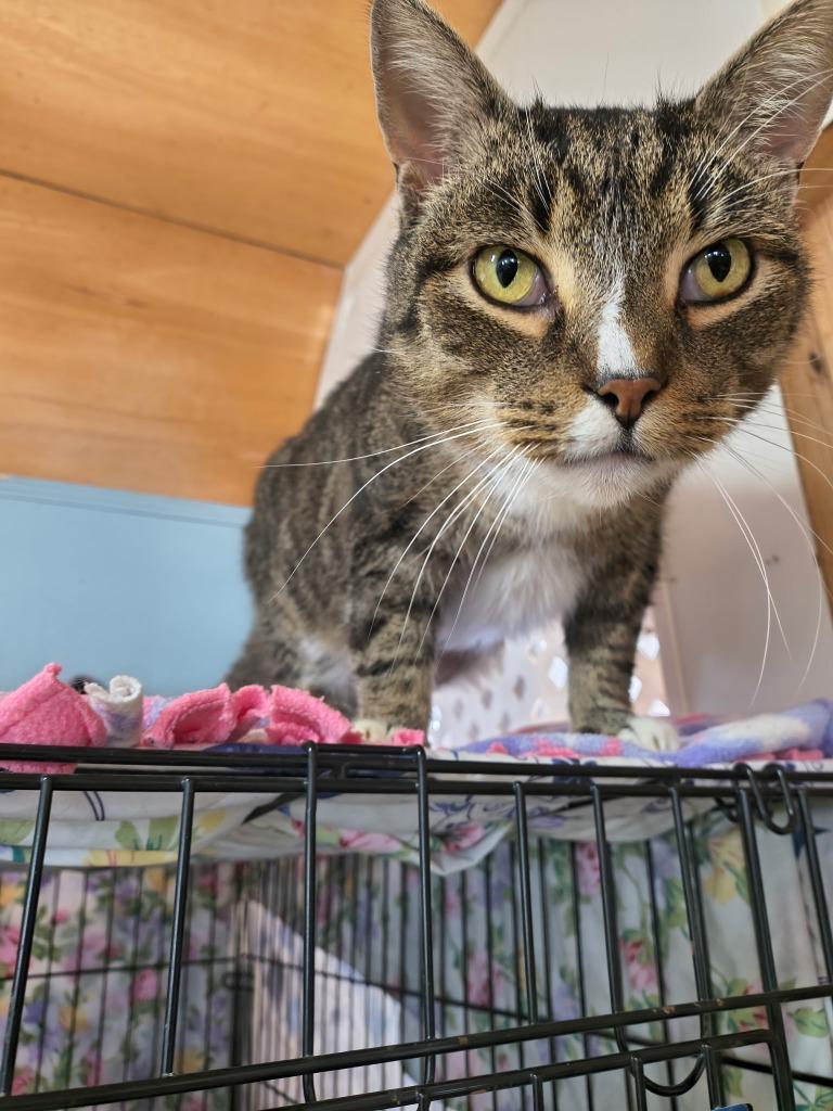 Hedwig, Adoptable, Adult Female Domestic Short Hair.