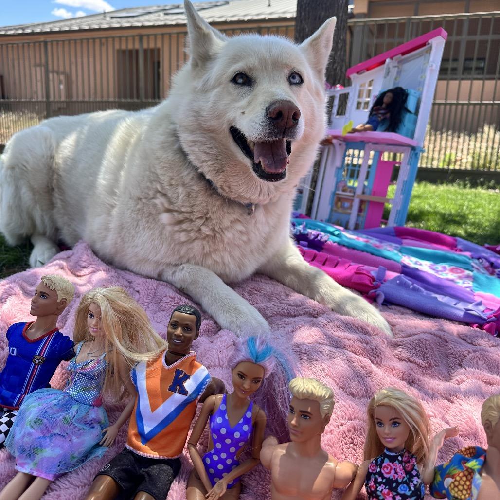 Barbie, Adoptable, Senior Female Husky.