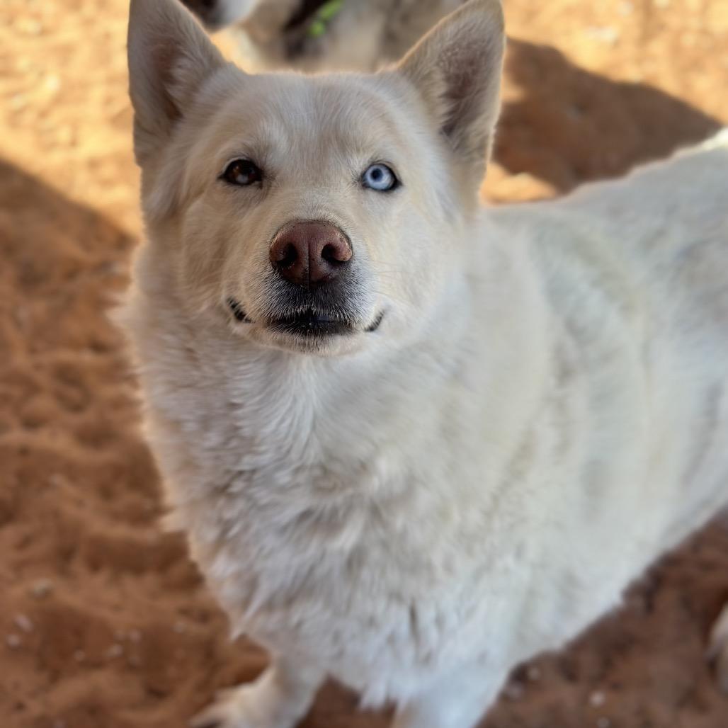 Enlarge Barbie, a Adoptable Husky in Salt Lake City, UT image 2/6