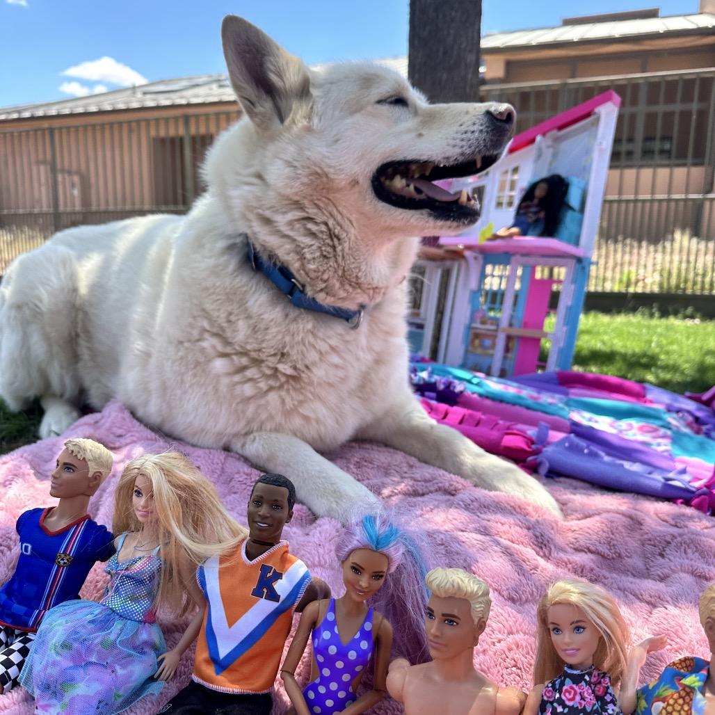 Enlarge Barbie, a Adoptable Husky in Salt Lake City, UT image 3/6