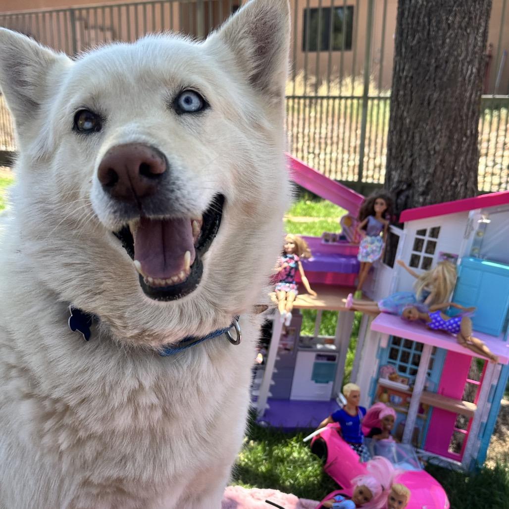 Enlarge Barbie, a Adoptable Husky in Salt Lake City, UT image 4/6