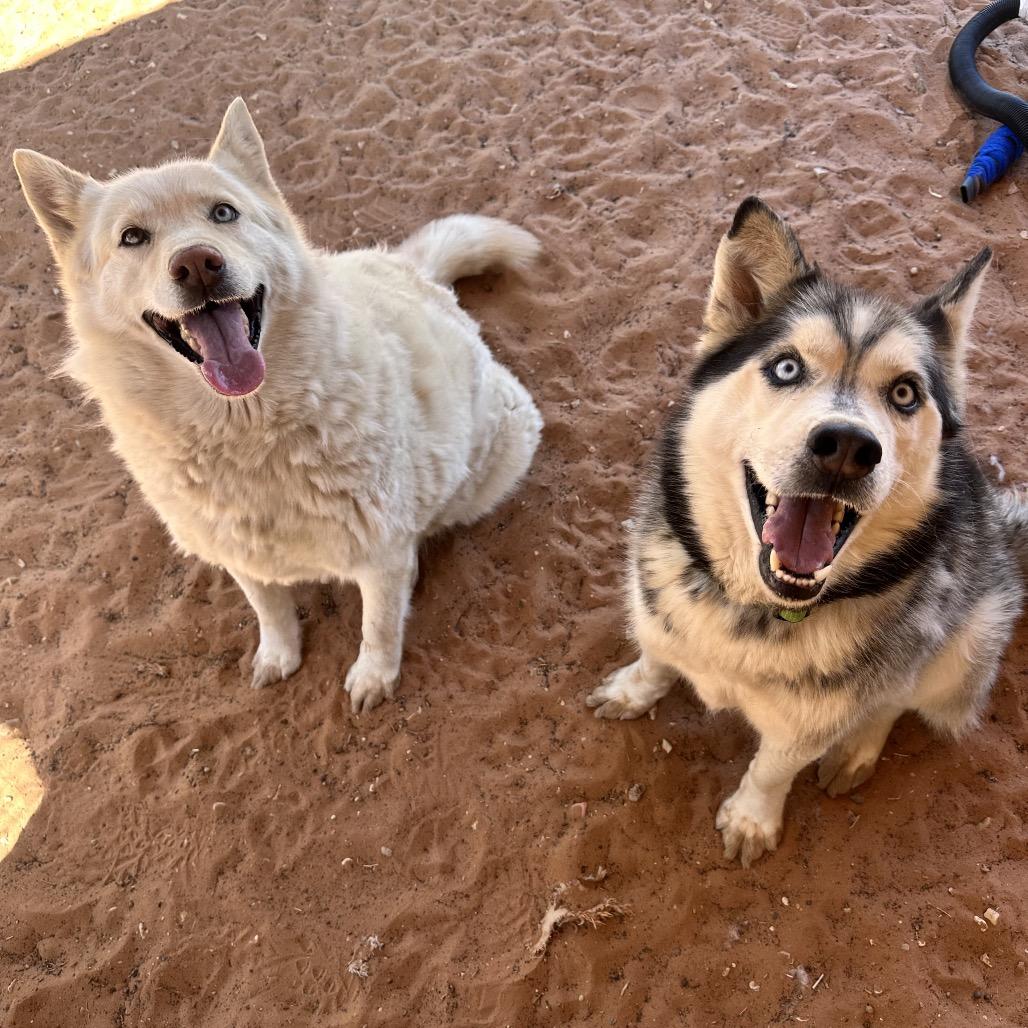 Enlarge Barbie, a Adoptable Husky in Salt Lake City, UT image 5/6