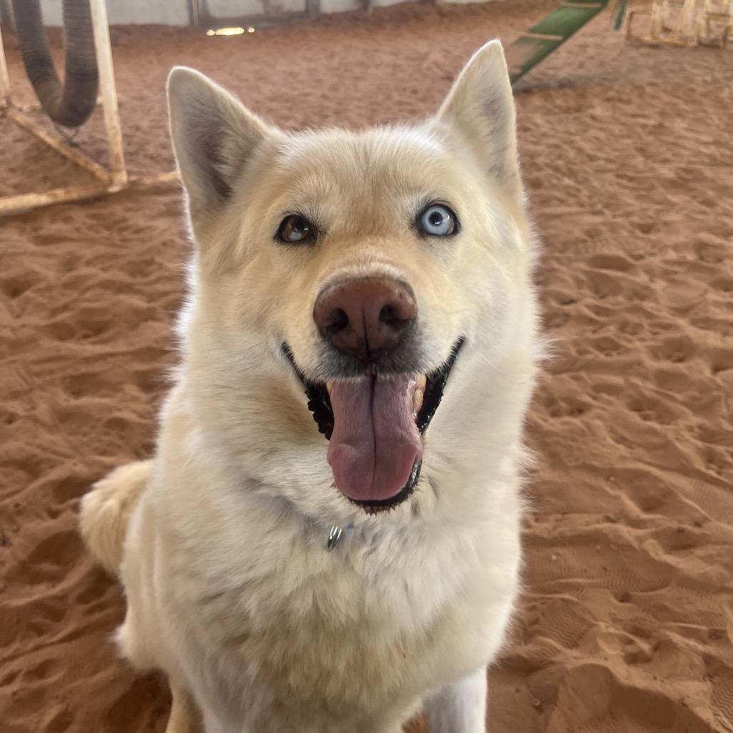 Enlarge Barbie, a Adoptable Husky in Salt Lake City, UT image 6/6