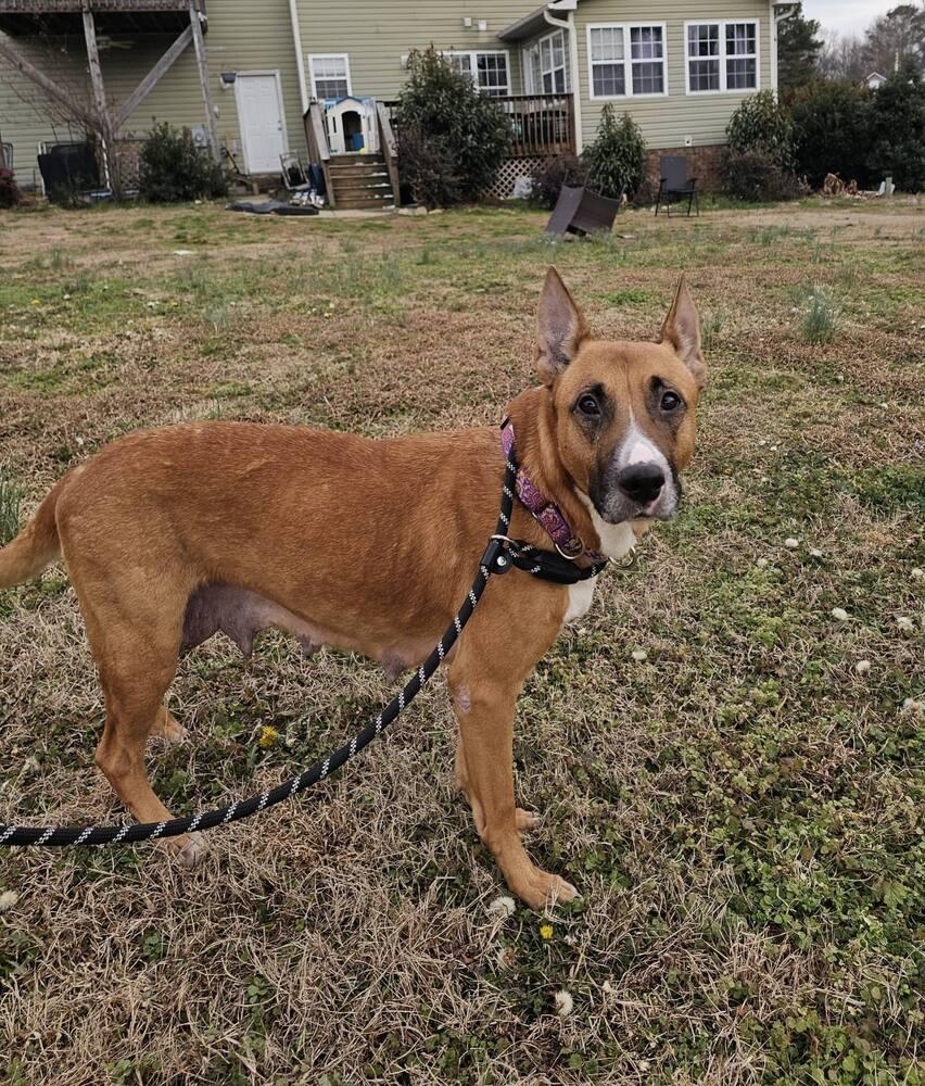 Iris, Adoptable, Adult Female Boxer & German Shepherd Dog.