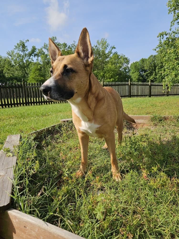 Iris, Adoptable, Adult Female Boxer & German Shepherd Dog.