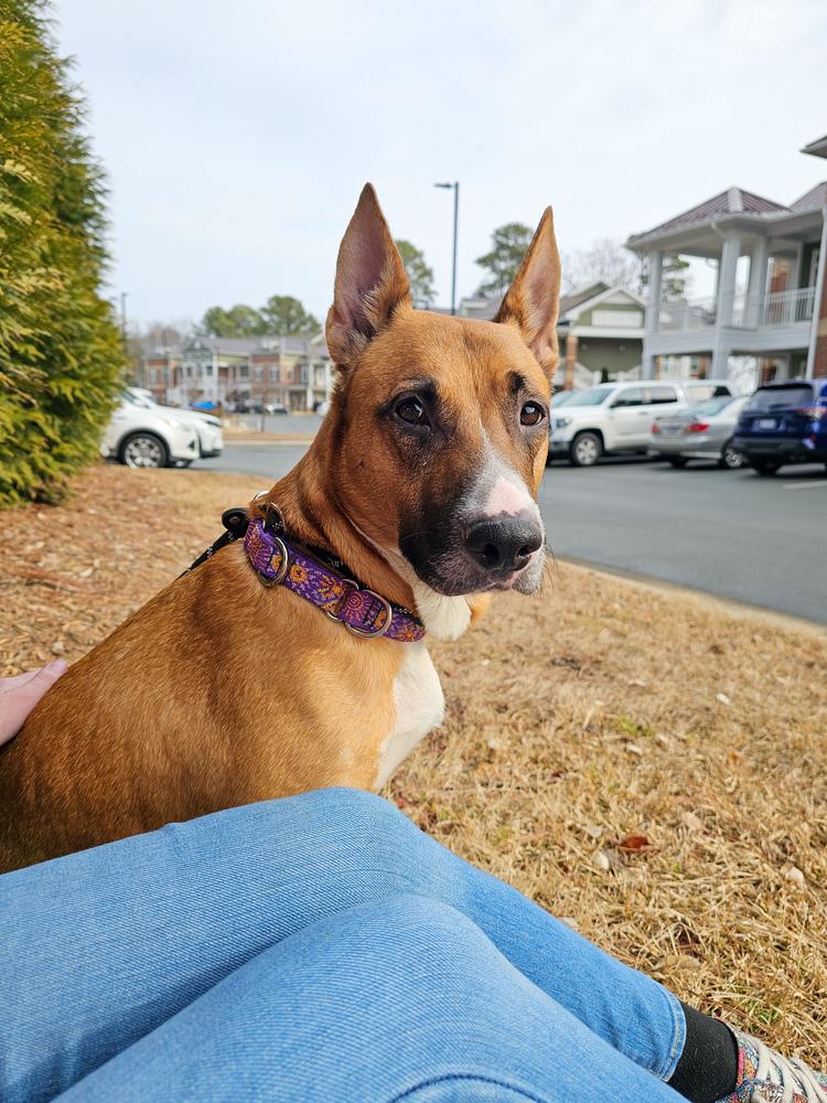 Enlarge Iris, a Adoptable mixed breed in Wake Forest, NC image 6/6