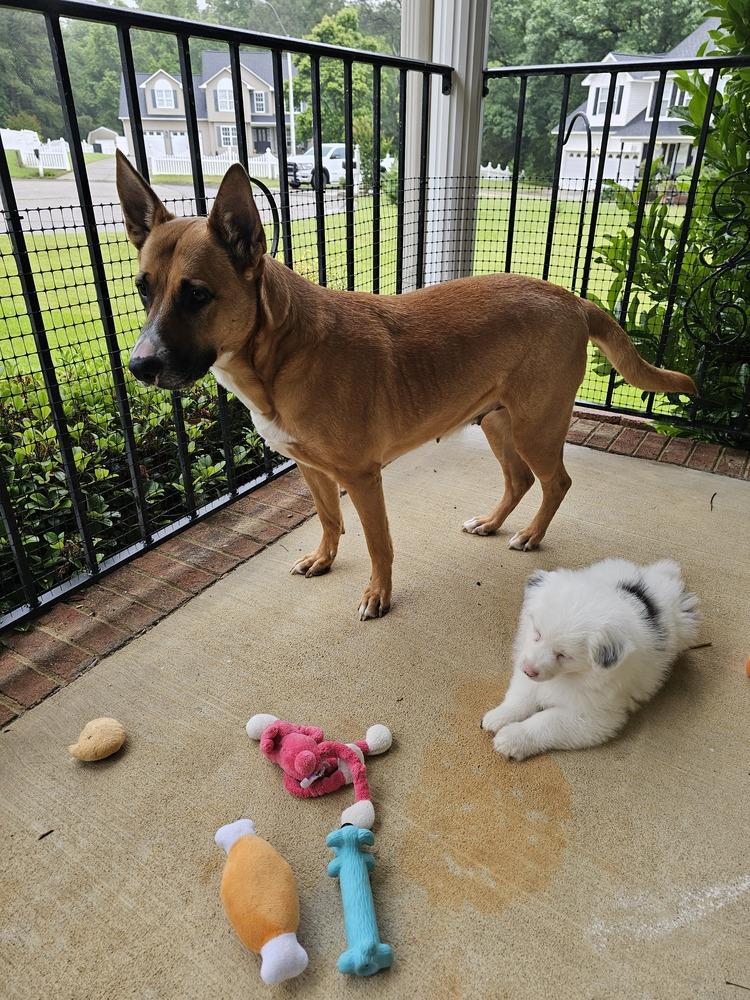 Enlarge Iris, a Adoptable mixed breed in Wake Forest, NC image 6/6