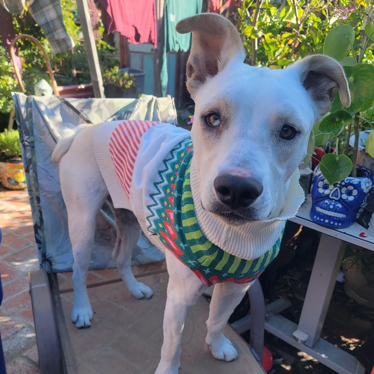 Enlarge Sasuke, a Adoptable mixed breed in Seal Beach, CA image 2/6