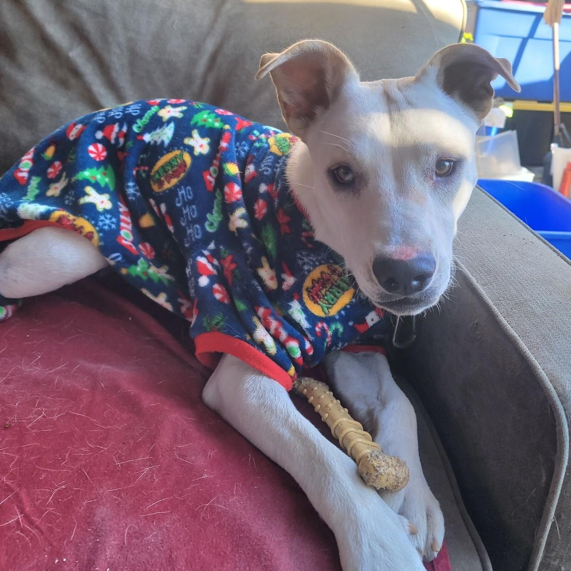Enlarge Sasuke, a Adoptable mixed breed in Seal Beach, CA image 1/6
